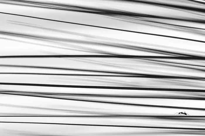 “Point, Line And Plane”, Yicai Chang
