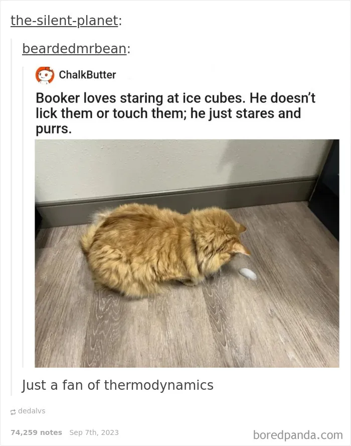 50 Cat Memes Any Cat Lover Would Appreciate