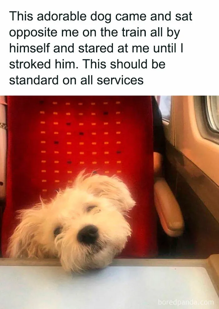 “When Your Next Train Ride Comes with a Cuddly Companion”