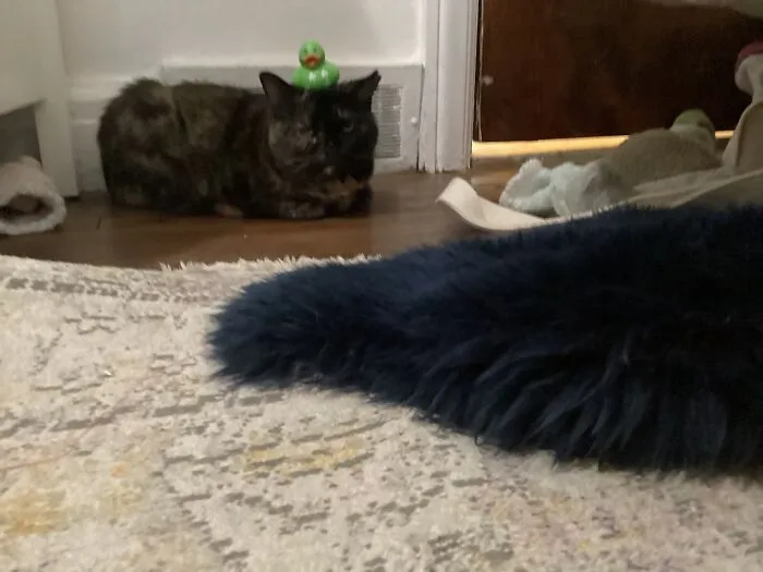 It’s Blurry But I Managed To Cat(Ch) This Beautiful Moment
