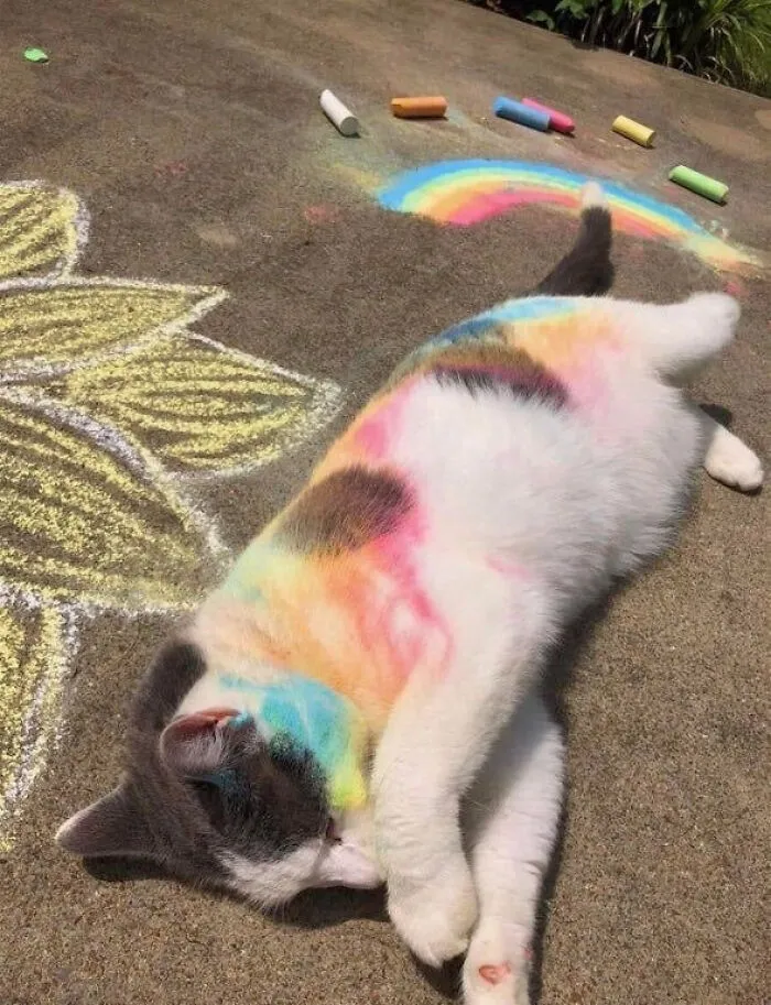 33 Compelling Reasons “Why You Should Get A Cat”