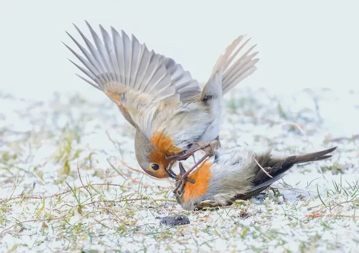 “Fighting Robins”, Jane Hope
