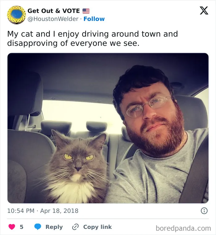 50 Cat Memes Any Cat Lover Would Appreciate