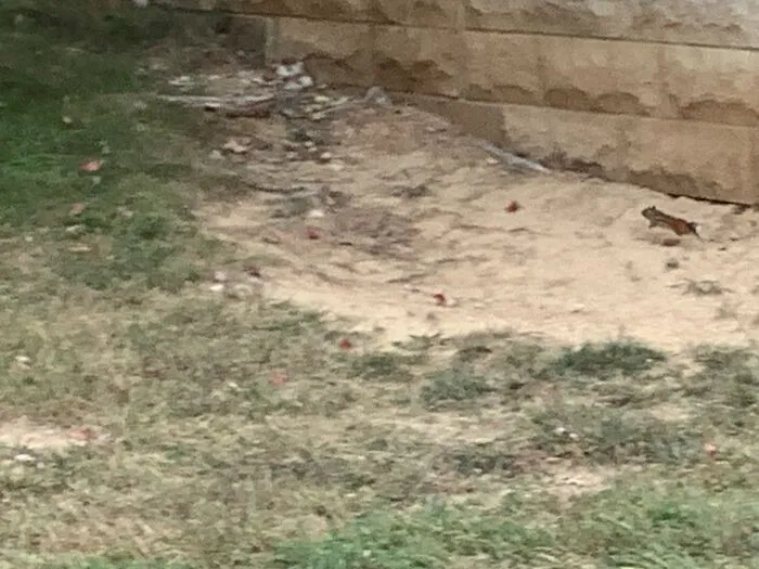 Fast Little Chipmunk