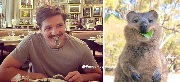 'X' User Makes A Thread That Shows Pedro Pascal With Matching Quokkas And Mushrooms, And It's Hilariously Accurate (22 Pics)