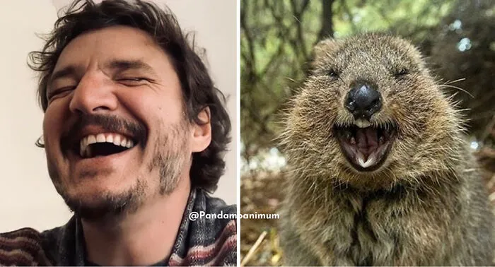 'X' User Makes A Thread That Shows Pedro Pascal With Matching Quokkas And Mushrooms, And It's Hilariously Accurate (22 Pics)