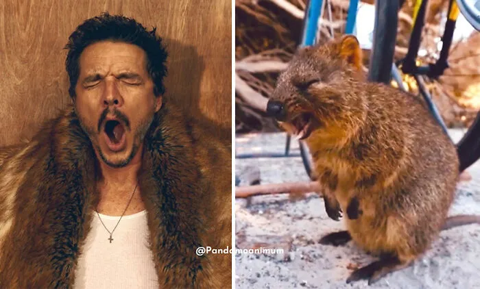 'X' User Makes A Thread That Shows Pedro Pascal With Matching Quokkas And Mushrooms, And It's Hilariously Accurate (22 Pics)