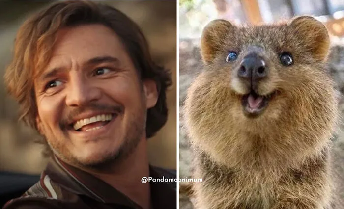 'X' User Makes A Thread That Shows Pedro Pascal With Matching Quokkas And Mushrooms, And It's Hilariously Accurate (22 Pics)