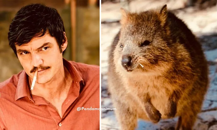 'X' User Makes A Thread That Shows Pedro Pascal With Matching Quokkas And Mushrooms, And It's Hilariously Accurate (22 Pics)