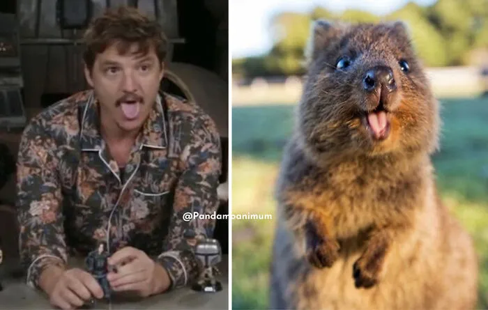 'X' User Makes A Thread That Shows Pedro Pascal With Matching Quokkas And Mushrooms, And It's Hilariously Accurate (22 Pics)