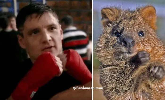 'X' User Makes A Thread That Shows Pedro Pascal With Matching Quokkas And Mushrooms, And It's Hilariously Accurate (22 Pics)