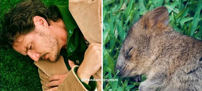 'X' User Makes A Thread That Shows Pedro Pascal With Matching Quokkas And Mushrooms, And It's Hilariously Accurate (22 Pics)