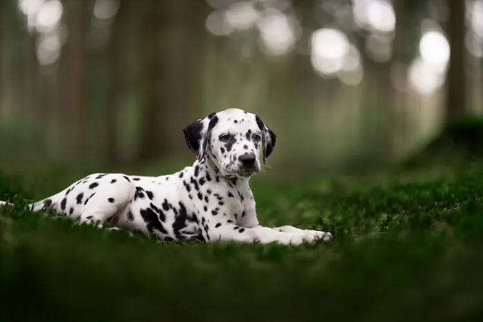I Am A Dog Photographer Who Strives To Capture Each Dog's Personality (28 New Pics)