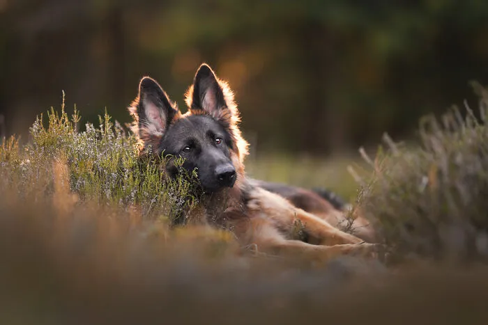 I Am A Dog Photographer Who Strives To Capture Each Dog's Personality (28 New Pics)