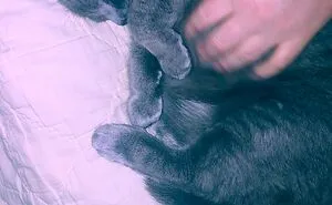 Hey Pandas, Post A Picture Of Your Dog (Or Cat) Who’s Just Too Tired To Get Up!