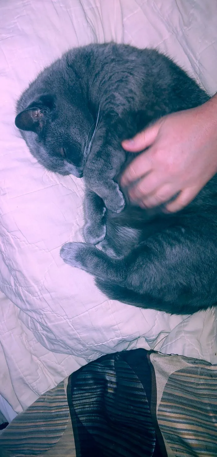 This Is My Lovable Beast, Baba Yaga. She Wants To Cuddle And Have Her Belly Rubbed. Even When She's Sleeping