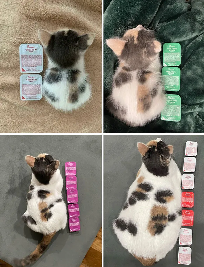 33 Compelling Reasons “Why You Should Get A Cat”