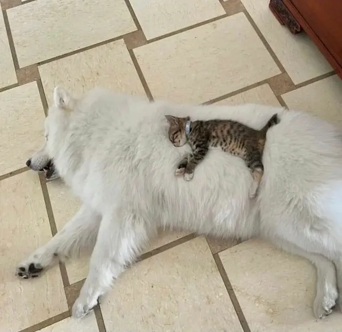 33 Compelling Reasons “Why You Should Get A Cat”