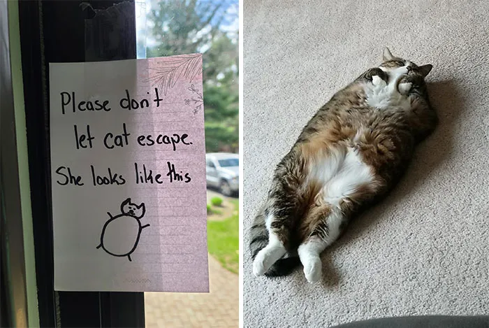 50 Cat Memes Any Cat Lover Would Appreciate