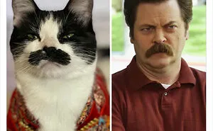 50 Cat Memes Any Cat Lover Would Appreciate