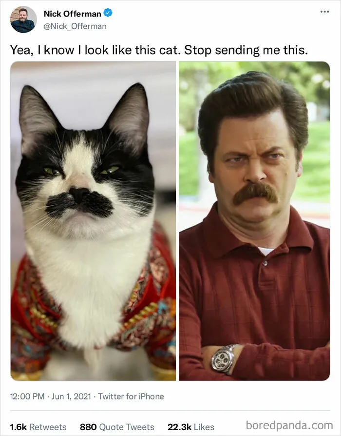50 Cat Memes Any Cat Lover Would Appreciate