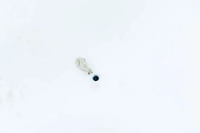 “Seal Hunting”, Florian Ledoux