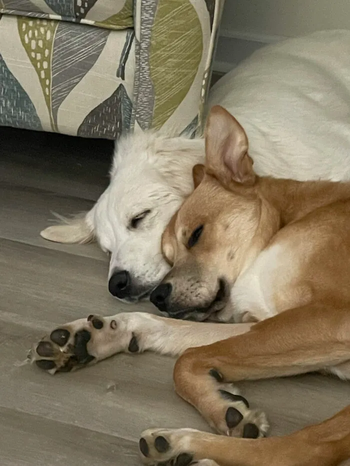 We Adopted A Mother And Son Combo From The Shelter, They Are Inseparable