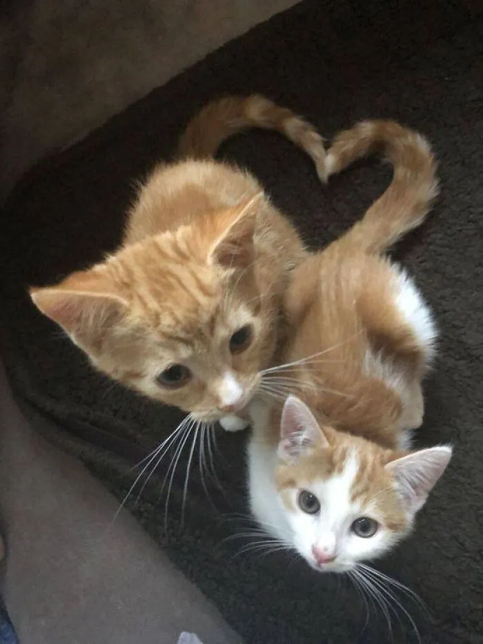 33 Compelling Reasons “Why You Should Get A Cat”