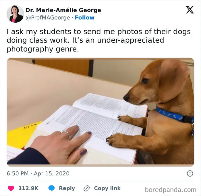 “When Your Study Buddy Has Paws But Aces the Assignment”