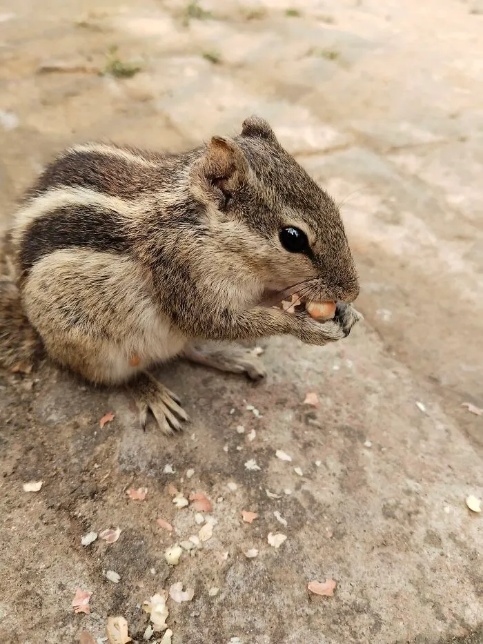 Gillu Feeding On Peanuts