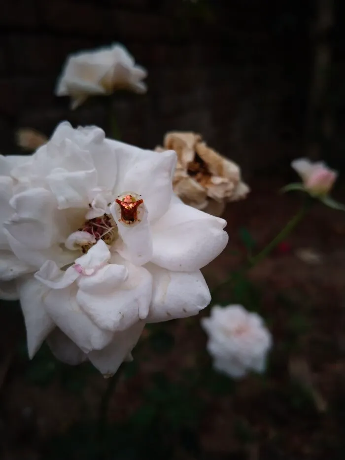 Golden Beetle On My Rose