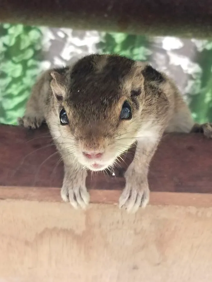 Trying To See If My Phone Is Edible Or Not