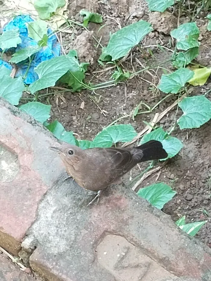 This Little Fellow Lives Behind My House