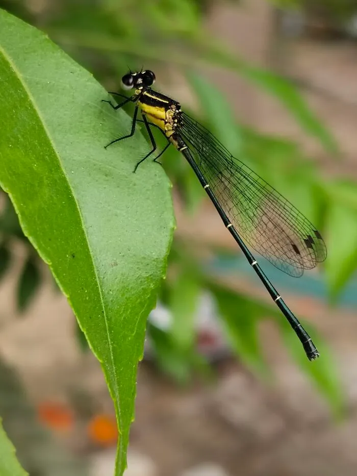 A Damselfly!