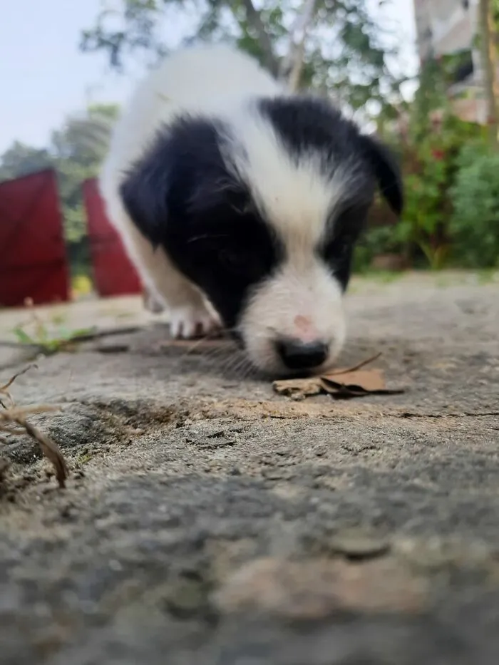 A Puppy!!!