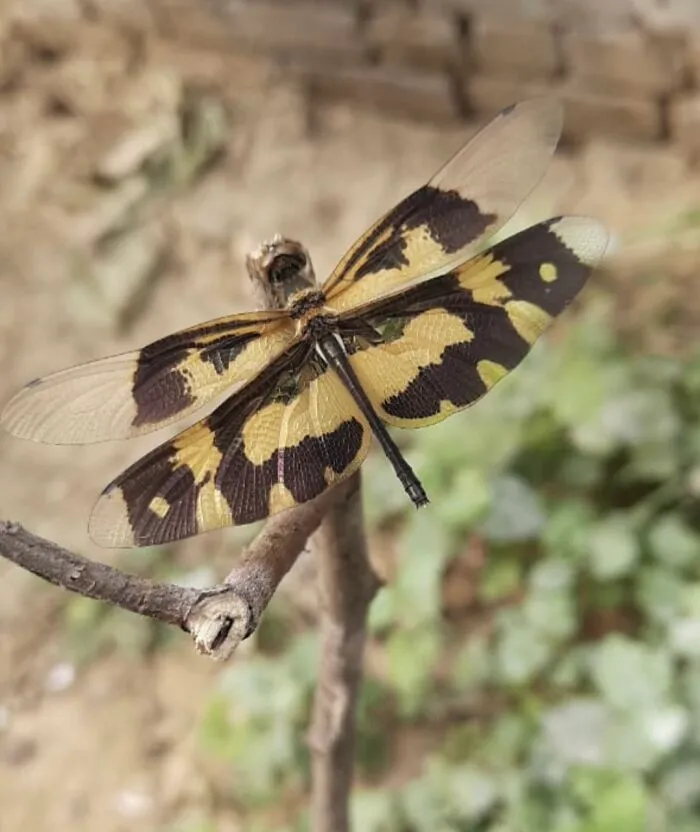Common Picture Wing Dragonfly