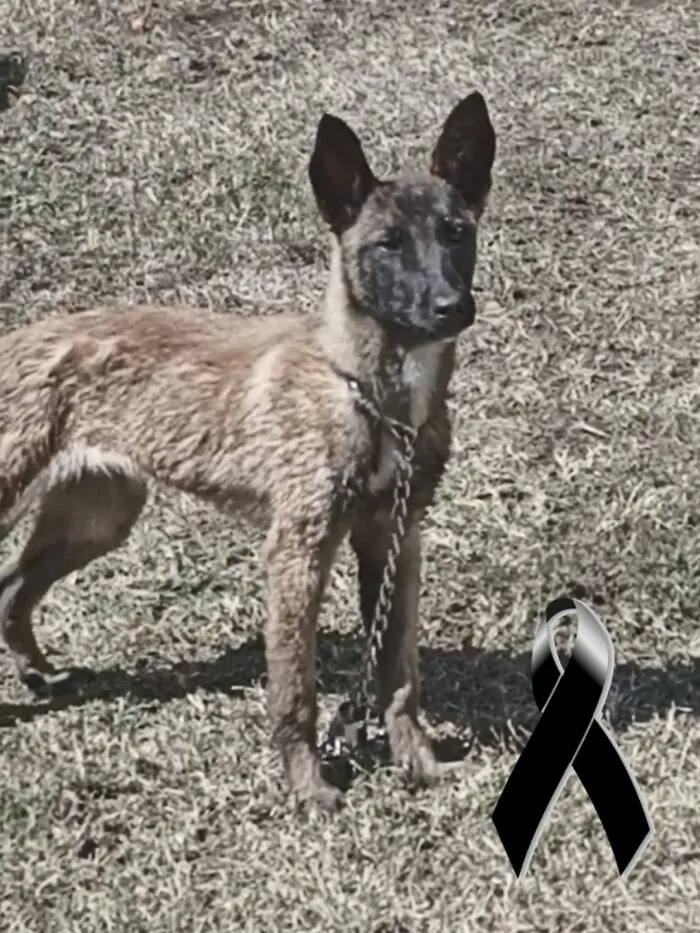 Update: Laika Died This Morning, She Was Hit By A Car 😭😭💔
