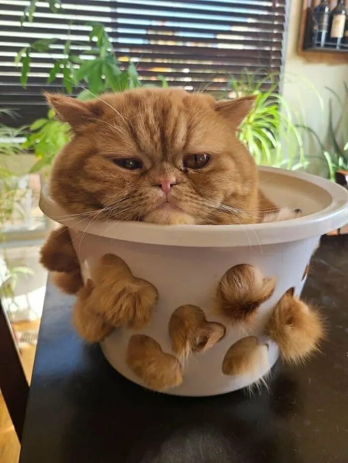33 Compelling Reasons “Why You Should Get A Cat”