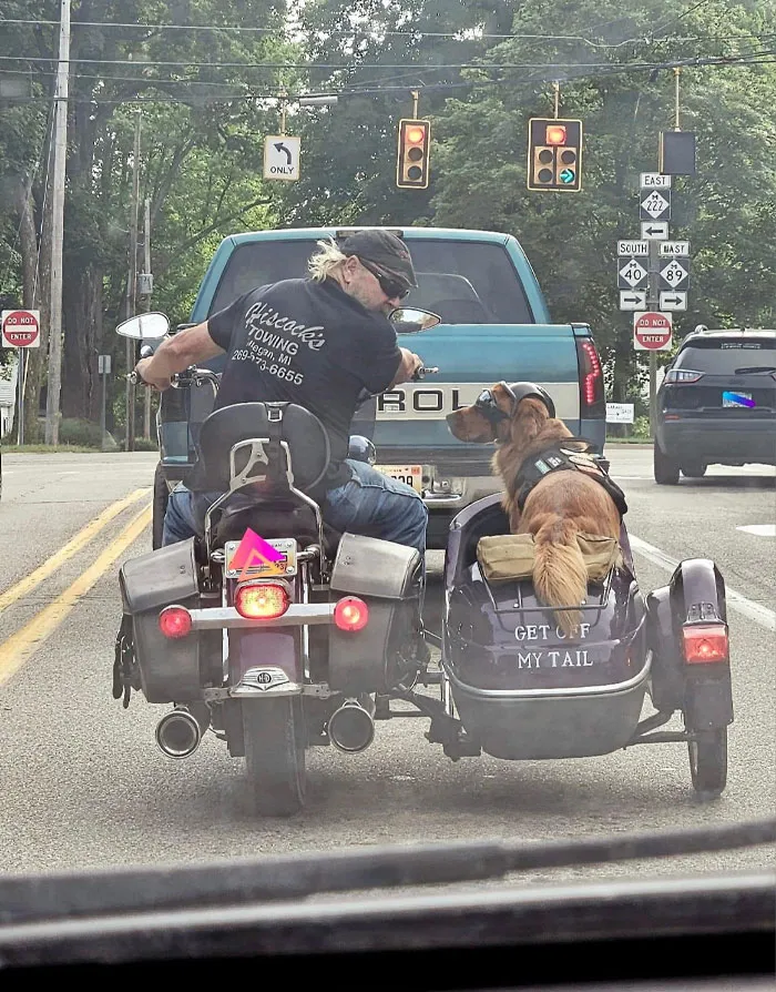 A dog in a sidecar with a humorous "Get Off My Tail" message, next to a motorcycle on a road, evokes a funny dog meme.