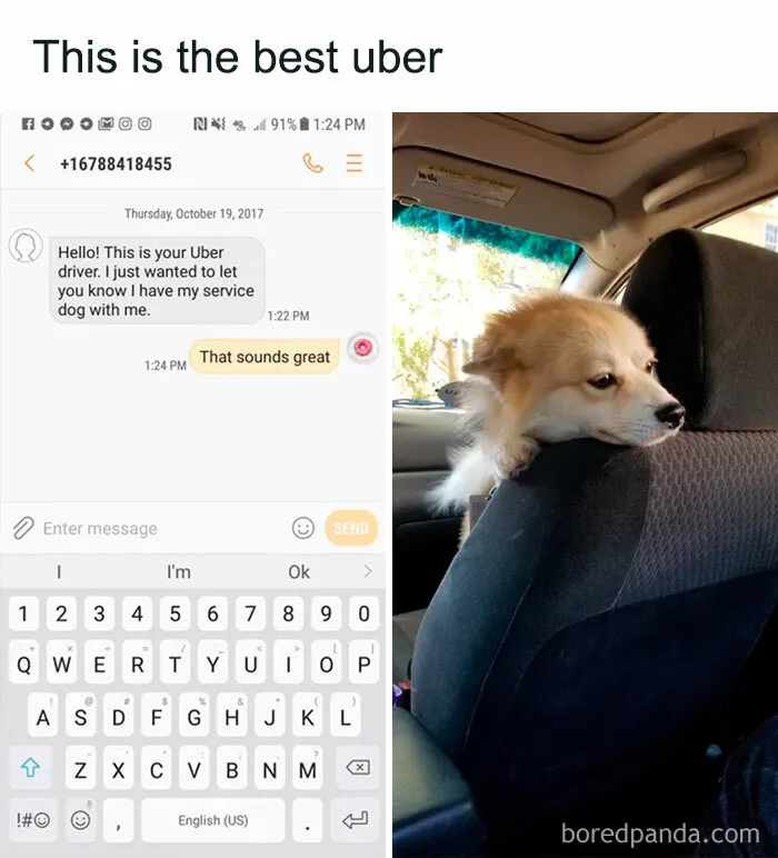 Cute dog in an Uber car, making for a funny meme moment.