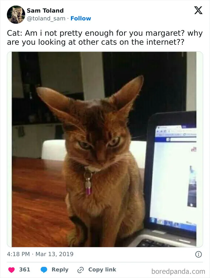 50 Cat Memes Any Cat Lover Would Appreciate