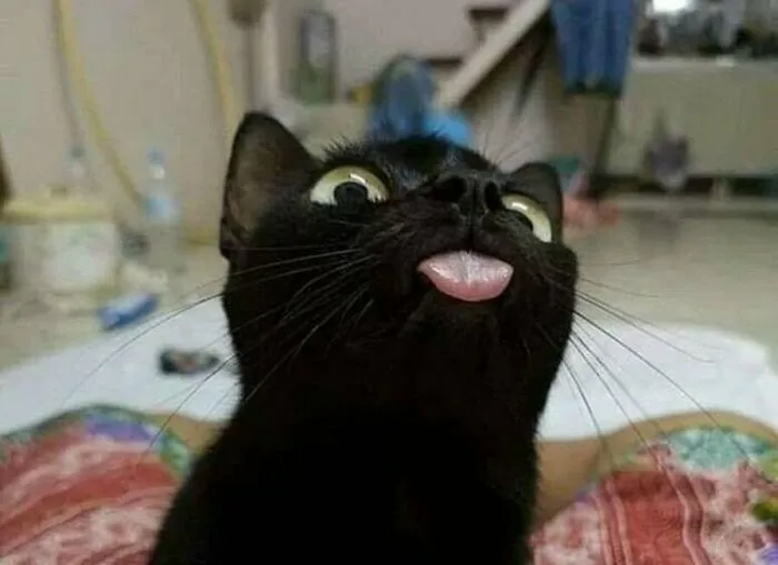 33 Compelling Reasons “Why You Should Get A Cat”