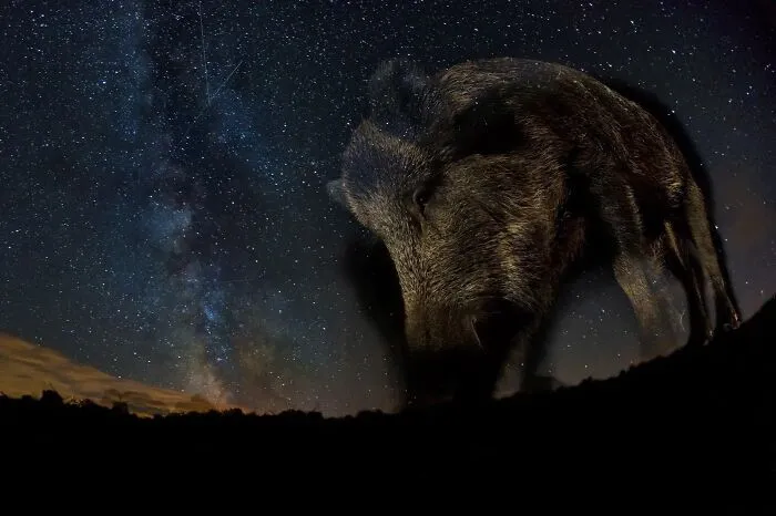 “Milky Way”, Bence Mate