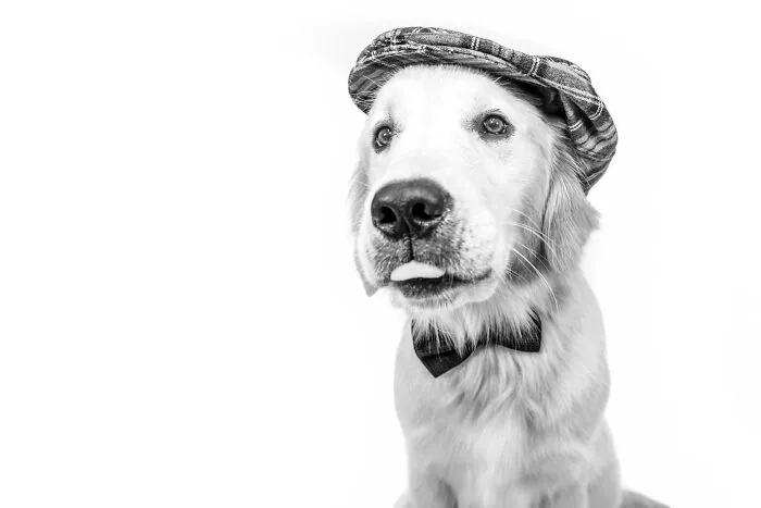 I Love To Photograph Dogs In Black And White, And Here Are My 18 Best Shots