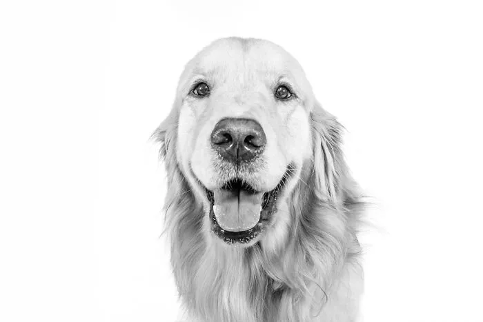 I Love To Photograph Dogs In Black And White, And Here Are My 18 Best Shots