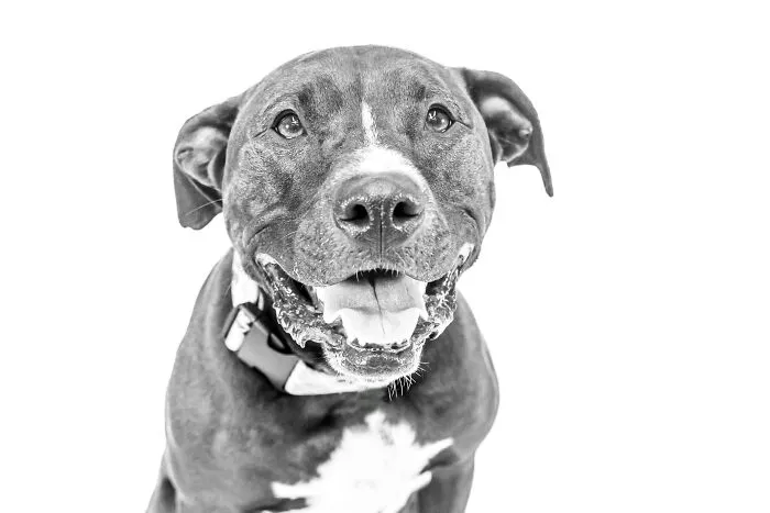 I Love To Photograph Dogs In Black And White, And Here Are My 18 Best Shots