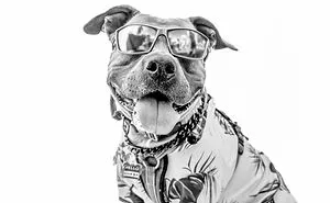 I Love To Photograph Dogs In Black And White, And Here Are My 18 Best Shots