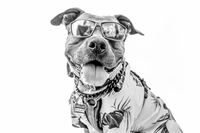 I Love To Photograph Dogs In Black And White, And Here Are My 18 Best Shots