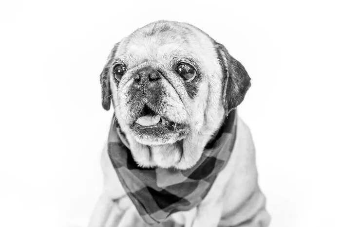 I Love To Photograph Dogs In Black And White, And Here Are My 18 Best Shots