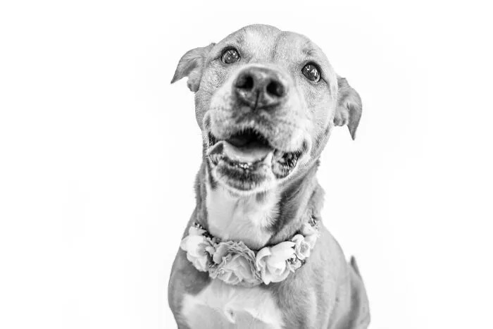 I Love To Photograph Dogs In Black And White, And Here Are My 18 Best Shots